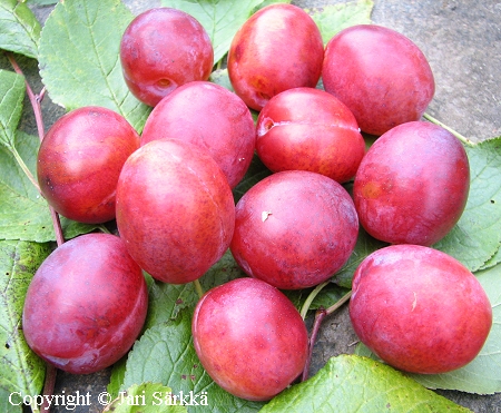 Prunus domestica 'Kuokkala'